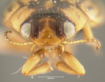 Media type: image;   Entomology 23932 Aspect: head frontal view